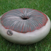 Anna Schéffer: Meduse